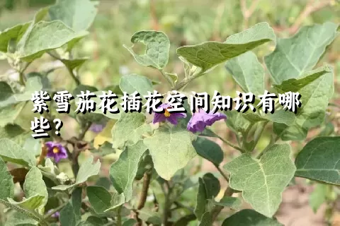 紫雪茄花插花空间知识有哪些？