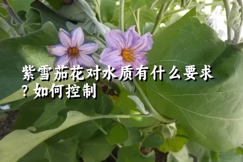 紫雪茄花对水质有什么要求？如何控制