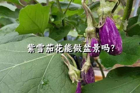 紫雪茄花能做盆景吗？