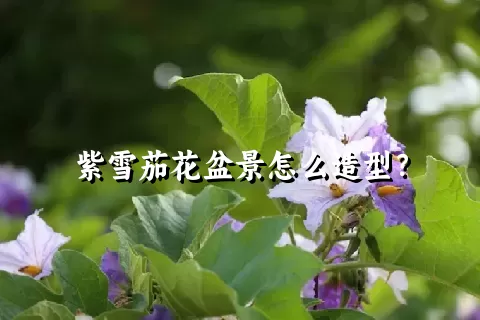 紫雪茄花盆景怎么造型？