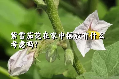 紫雪茄花在家中摆放有什么考虑吗？