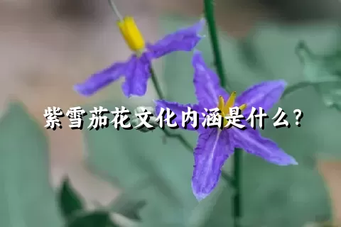 紫雪茄花文化内涵是什么？