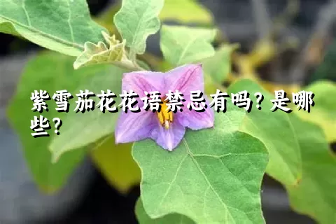 紫雪茄花花语禁忌有吗？是哪些？