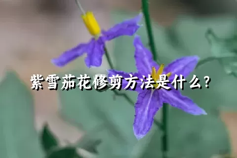 紫雪茄花修剪方法是什么？