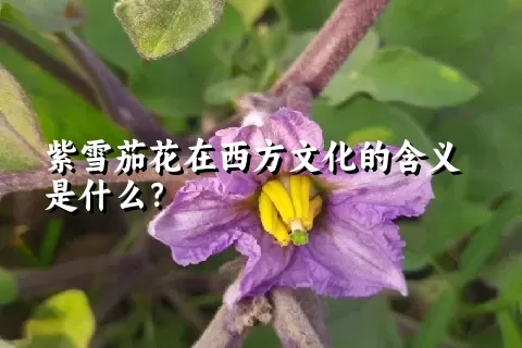 紫雪茄花在西方文化的含义是什么？