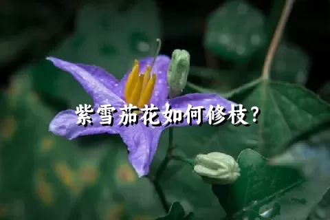 紫雪茄花如何修枝？