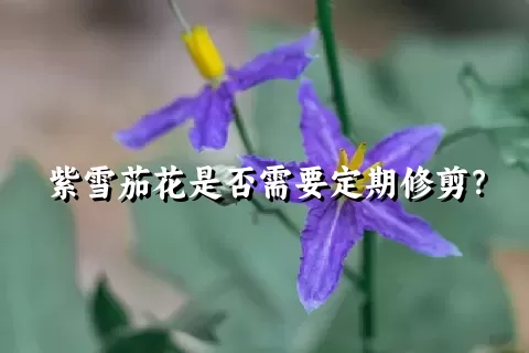 紫雪茄花是否需要定期修剪？