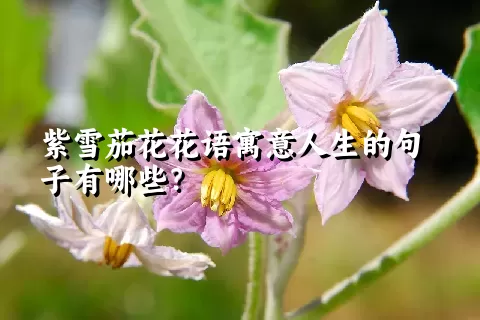 紫雪茄花花语寓意人生的句子有哪些？