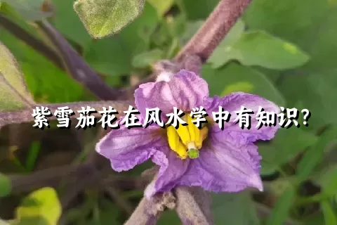 紫雪茄花在风水学中有知识？