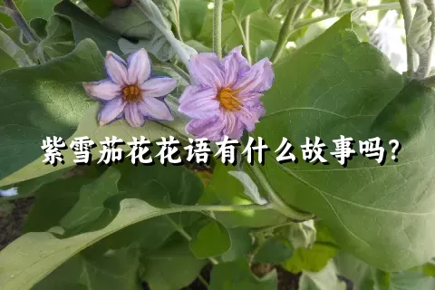 紫雪茄花花语有什么故事吗？