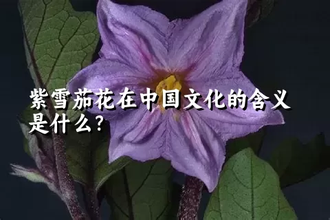 紫雪茄花在中国文化的含义是什么？