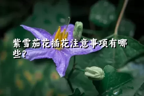 紫雪茄花插花注意事项有哪些？