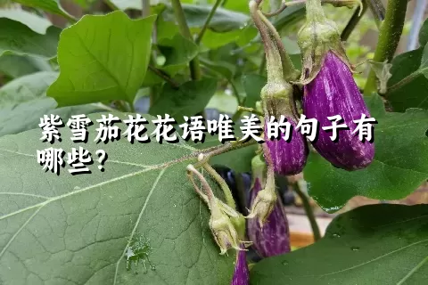 紫雪茄花花语唯美的句子有哪些？