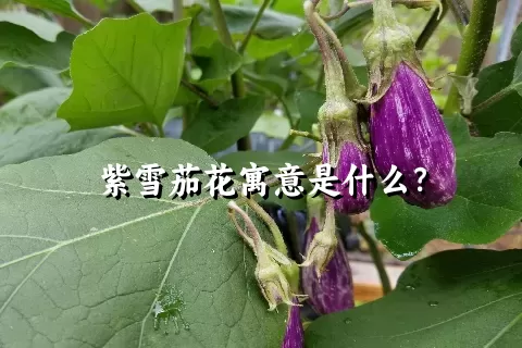 紫雪茄花寓意是什么？