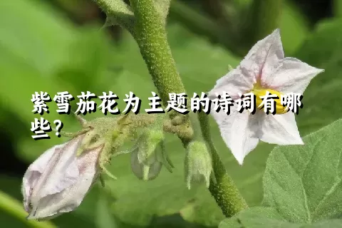 紫雪茄花为主题的诗词有哪些？