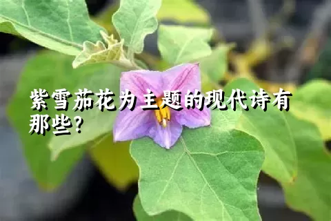 紫雪茄花为主题的现代诗有那些？