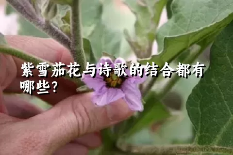 紫雪茄花与诗歌的结合都有哪些？