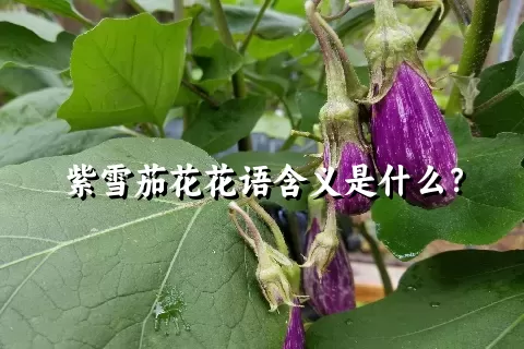 紫雪茄花花语含义是什么？