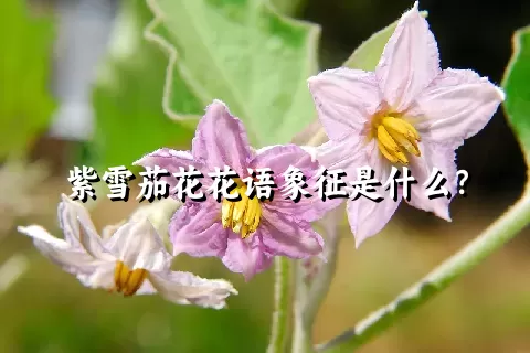 紫雪茄花花语象征是什么？