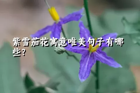 紫雪茄花寓意唯美句子有哪些？