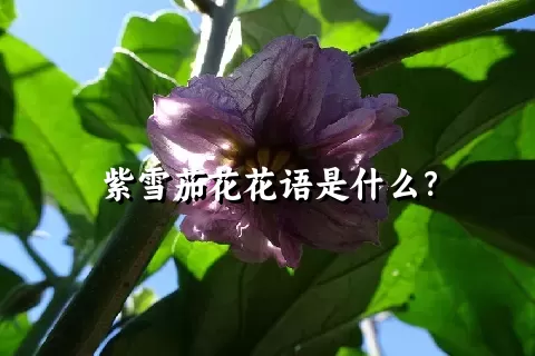 紫雪茄花花语是什么？