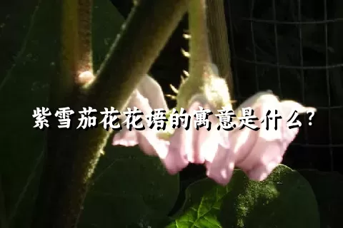 紫雪茄花花语的寓意是什么？