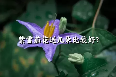 紫雪茄花送几朵比较好？