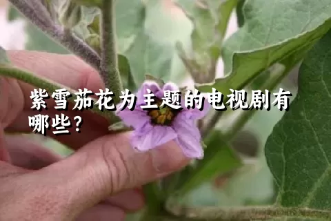 紫雪茄花为主题的电视剧有哪些？