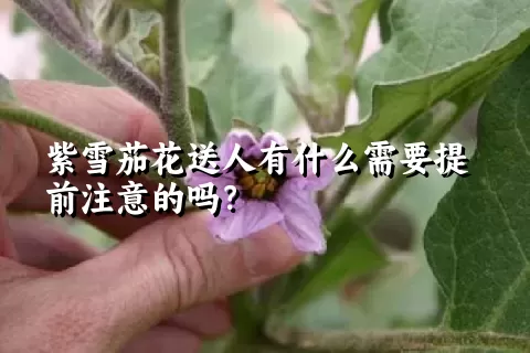 紫雪茄花送人有什么需要提前注意的吗？