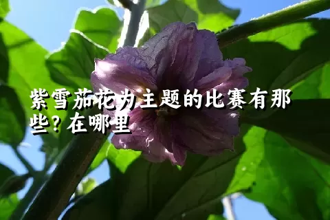 紫雪茄花为主题的比赛有那些？在哪里