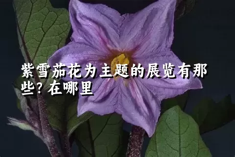 紫雪茄花为主题的展览有那些？在哪里