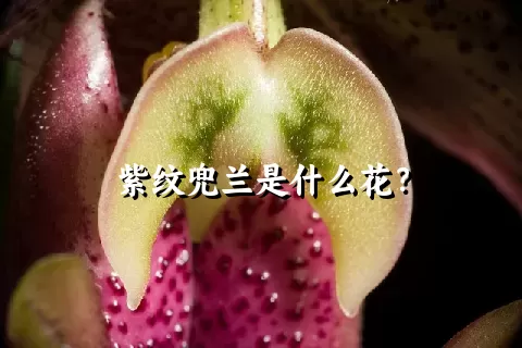 紫纹兜兰是什么花？