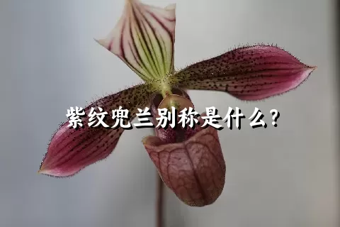 紫纹兜兰别称是什么？