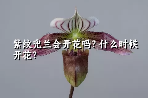 紫纹兜兰会开花吗？什么时候开花？