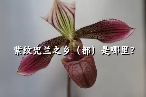 紫纹兜兰之乡（都）是哪里？