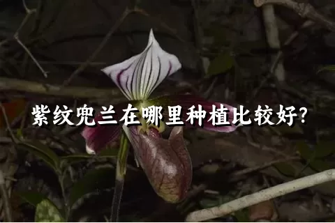 紫纹兜兰在哪里种植比较好？