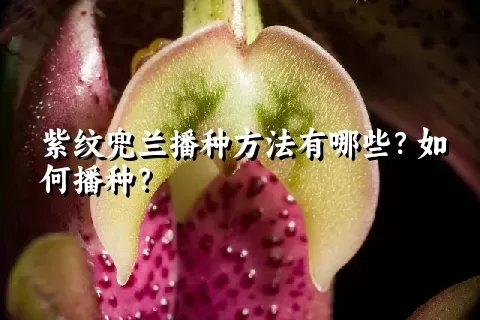 紫纹兜兰播种方法有哪些？如何播种？