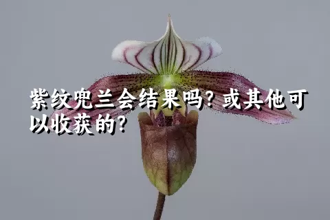 紫纹兜兰会结果吗？或其他可以收获的？