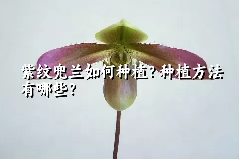 紫纹兜兰如何种植？种植方法有哪些？