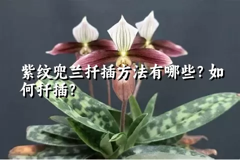 紫纹兜兰扦插方法有哪些？如何扦插？