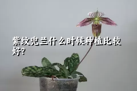 紫纹兜兰什么时候种植比较好？