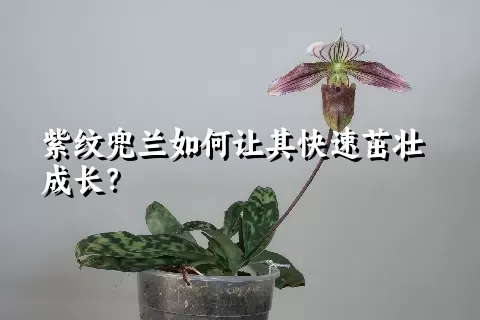 紫纹兜兰如何让其快速茁壮成长？