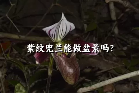 紫纹兜兰能做盆景吗？