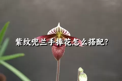 紫纹兜兰手捧花怎么搭配？