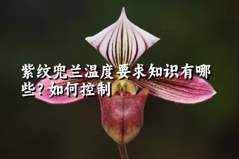 紫纹兜兰温度要求知识有哪些？如何控制