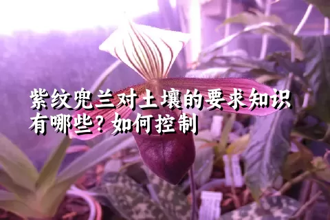 紫纹兜兰对土壤的要求知识有哪些？如何控制