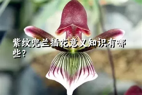 紫纹兜兰插花意义知识有哪些？