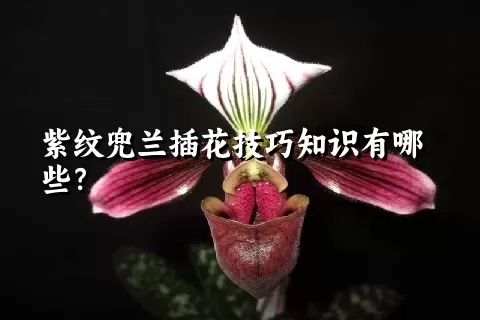 紫纹兜兰插花技巧知识有哪些？