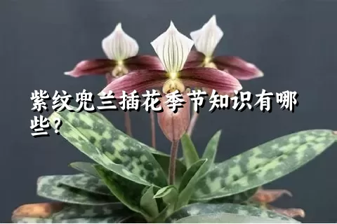 紫纹兜兰插花季节知识有哪些？