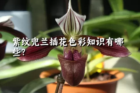 紫纹兜兰插花色彩知识有哪些？